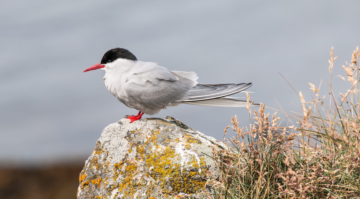 Arctic Tern - Howard Clarke
