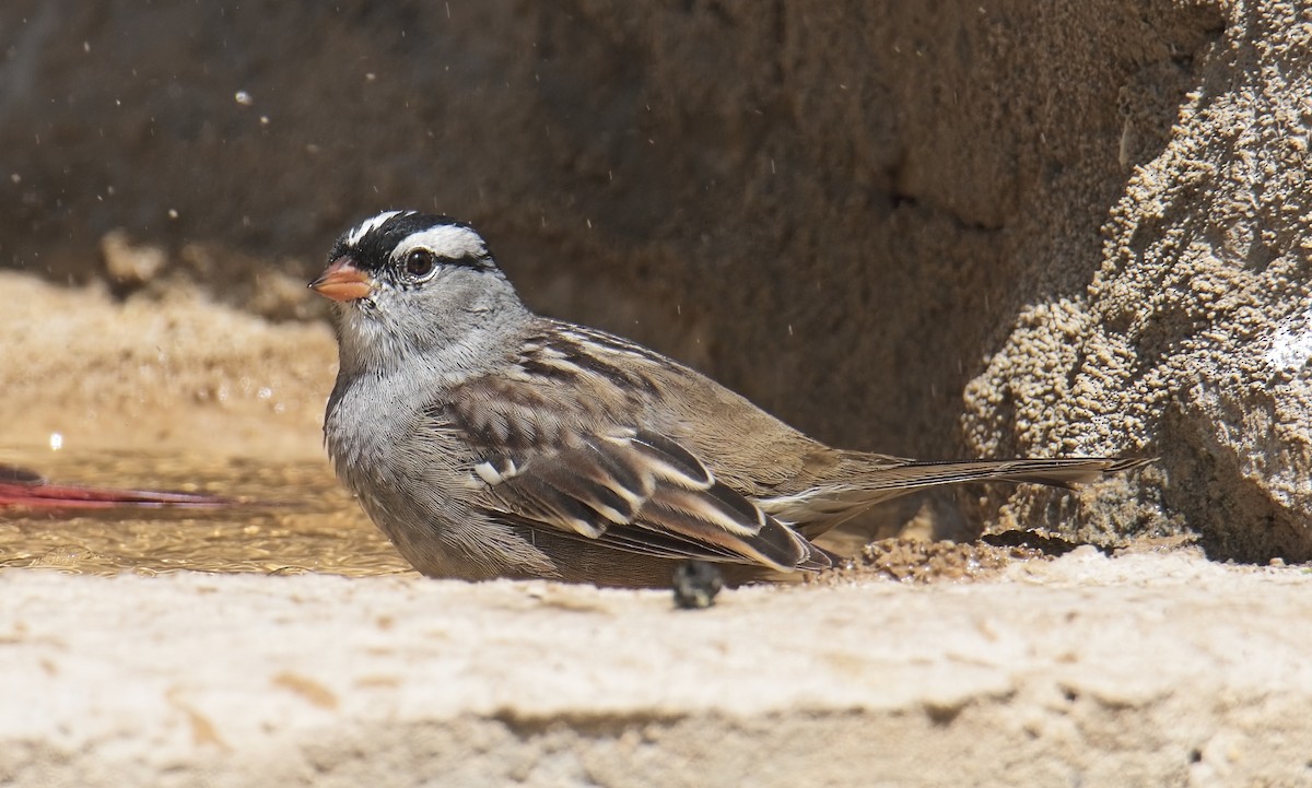 White-crowned Sparrow - Robert Oberfelder