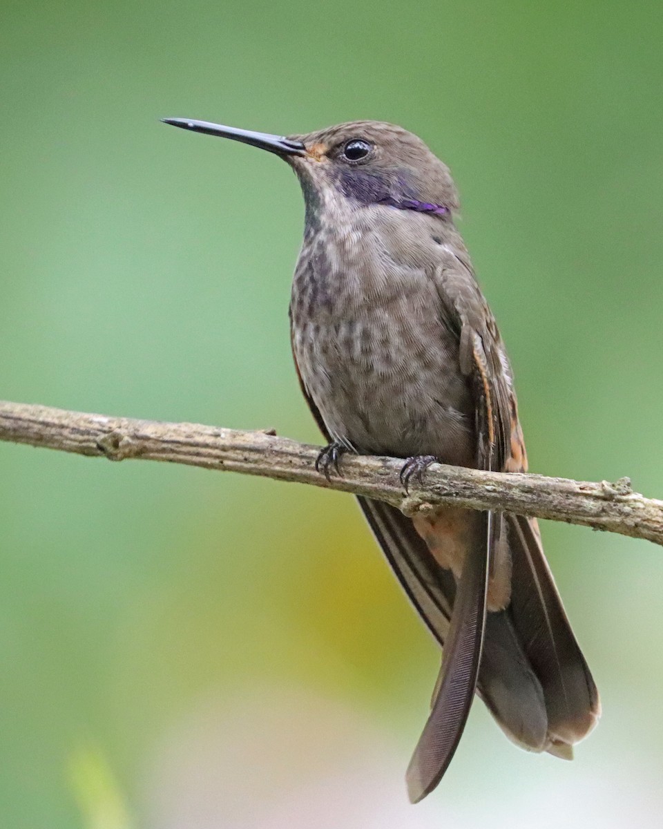 kolibřík fialovouchý - ML618091536