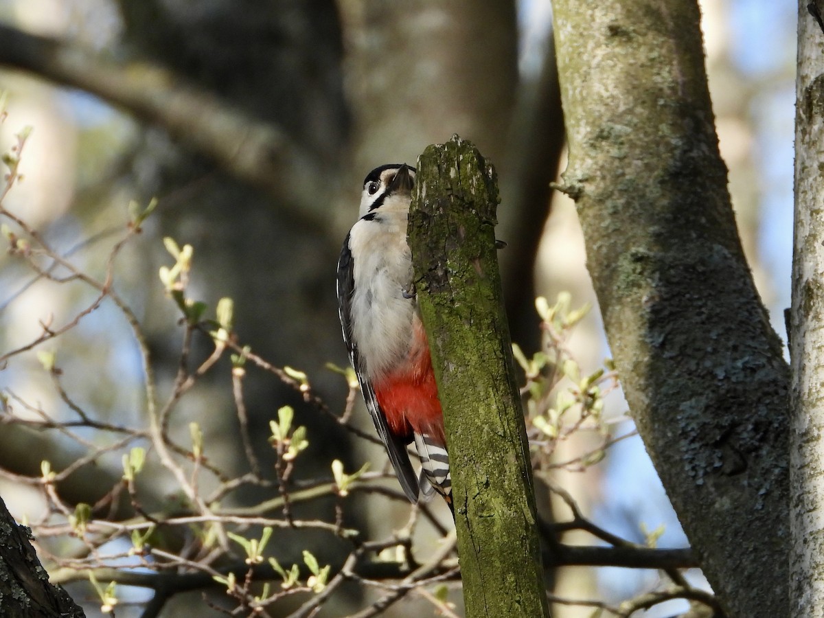 Great Spotted Woodpecker - ML618091539