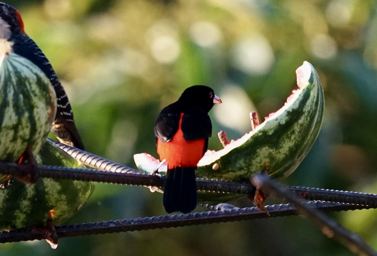 Scarlet-rumped Tanager - Mike Hearell
