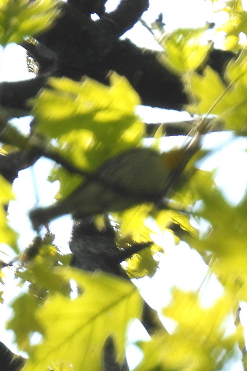 Yellow-throated Warbler - ML618091581