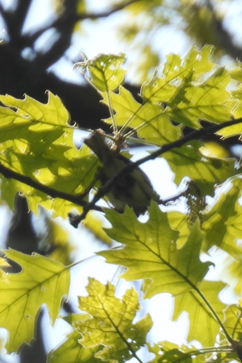 Yellow-throated Warbler - ML618091582