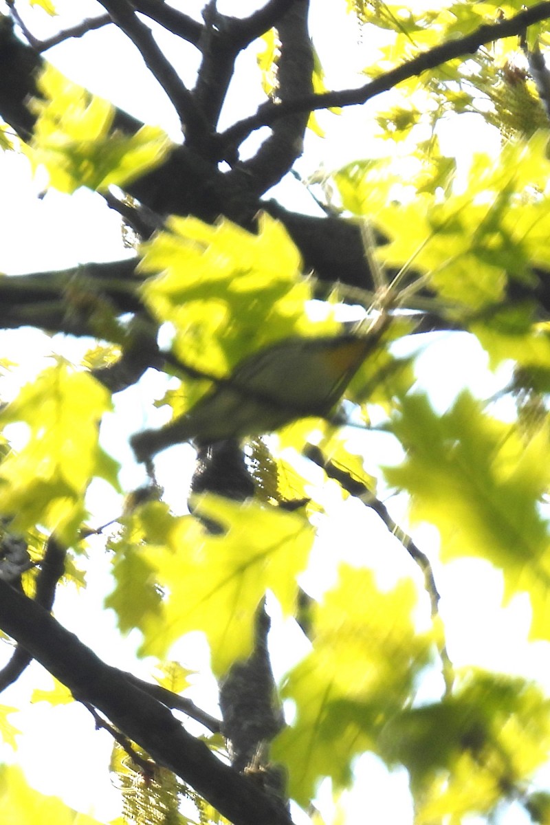 Yellow-throated Warbler - ML618091583