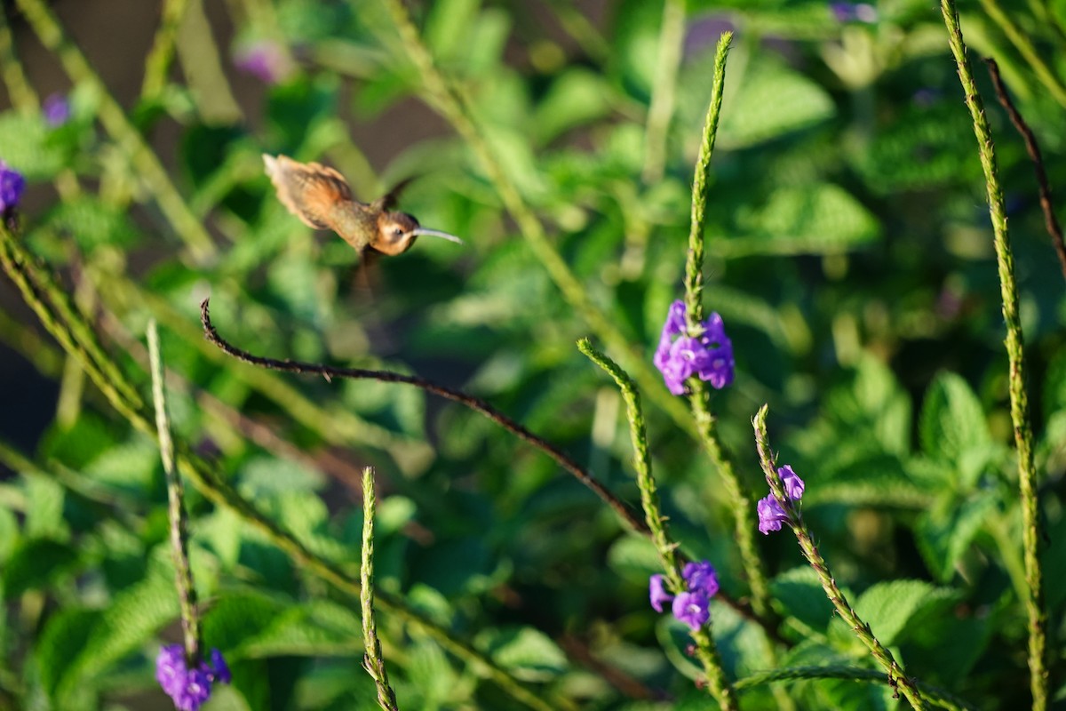 kolibřík proužkohrdlý - ML618091590