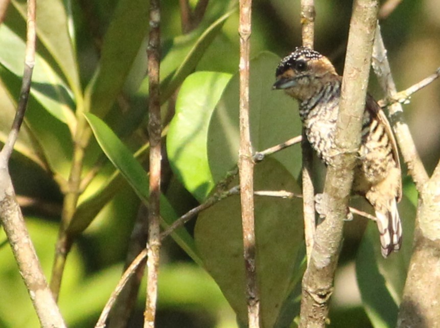 Ochre-collared Piculet - ML618091596