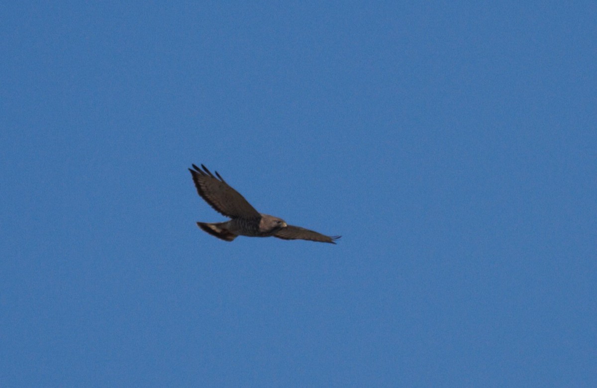 Broad-winged Hawk - ML618091602