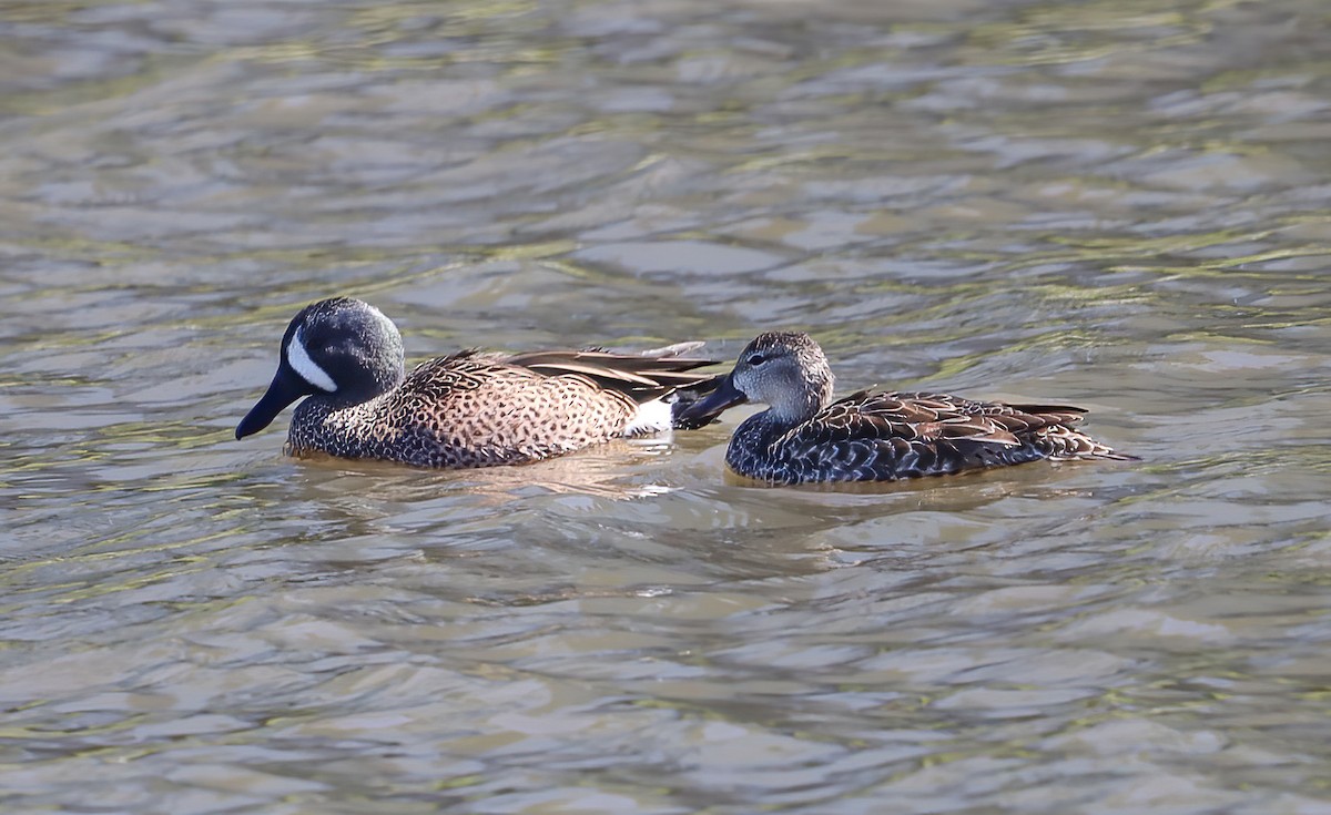 Blue-winged Teal - ML618091607