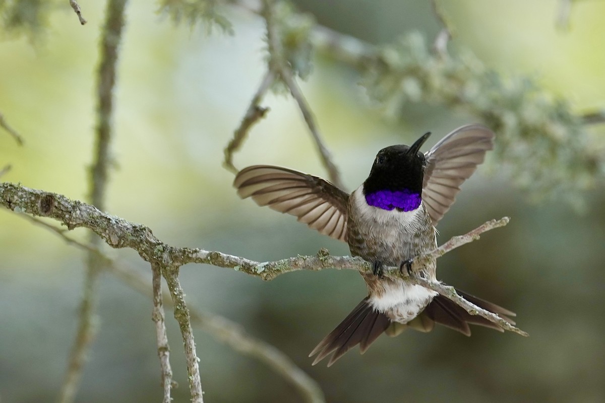 Black-chinned Hummingbird - Donald Estep