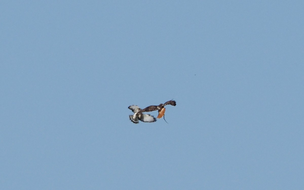 káně rudochvostá (ssp. borealis) - ML618091692