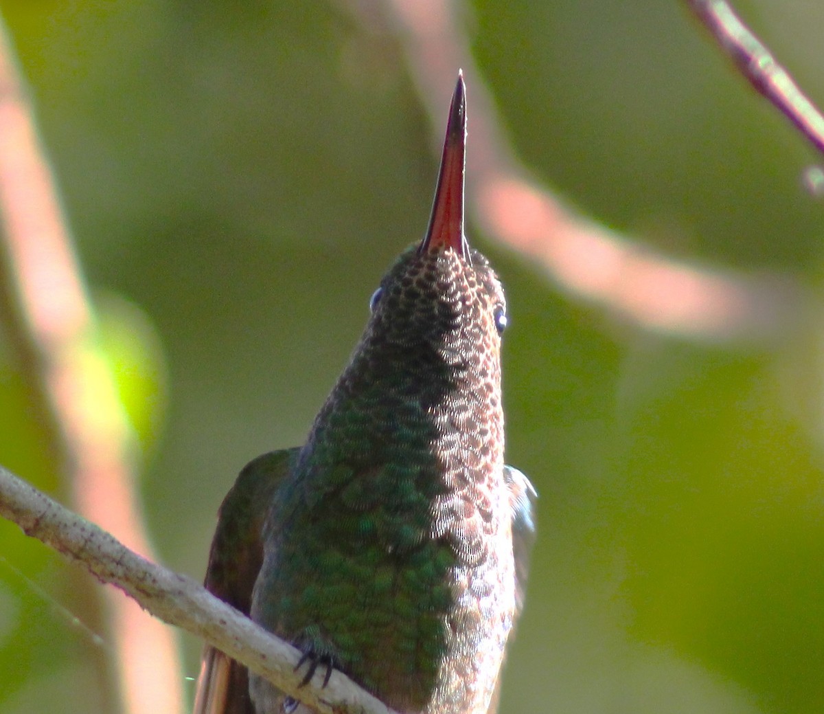 Copper-rumped Hummingbird - ML618091696