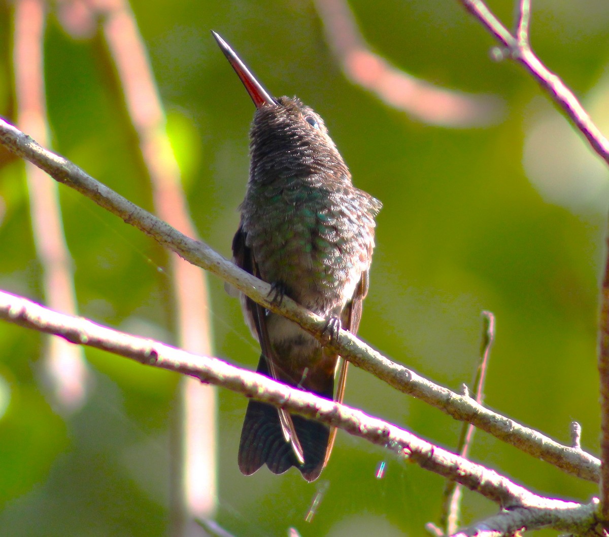 kolibřík měděnořitý - ML618091697