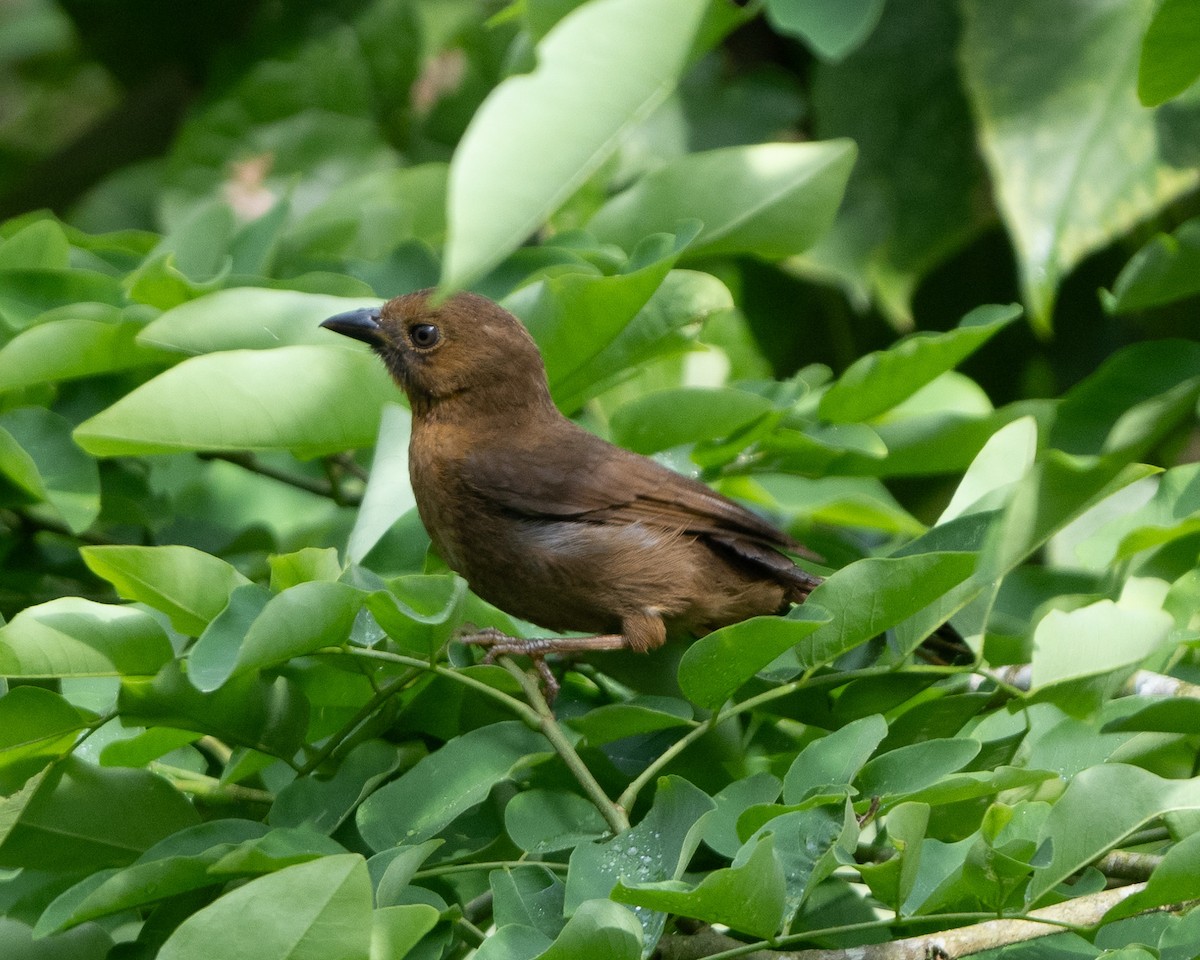Red-throated Ant-Tanager - ML618091712