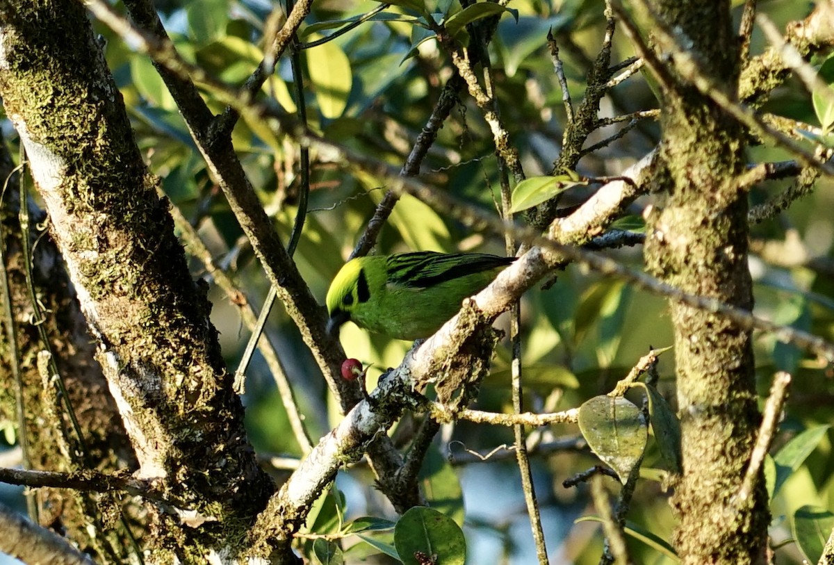 Emerald Tanager - ML618091725