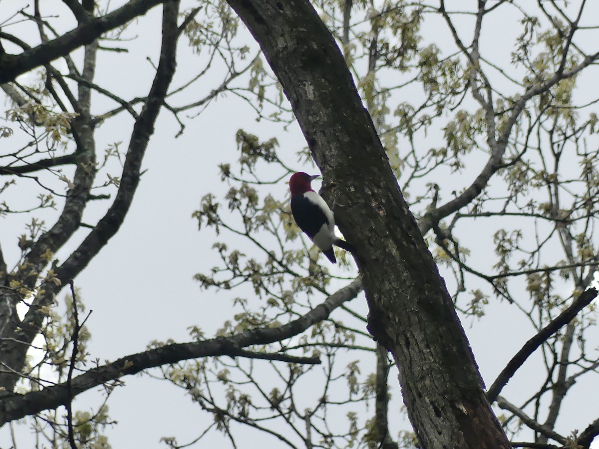 Red-headed Woodpecker - ML618091760