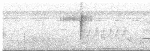 holub neotropický - ML618091772
