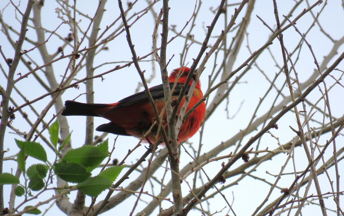 Scarlet Tanager - ML618091778