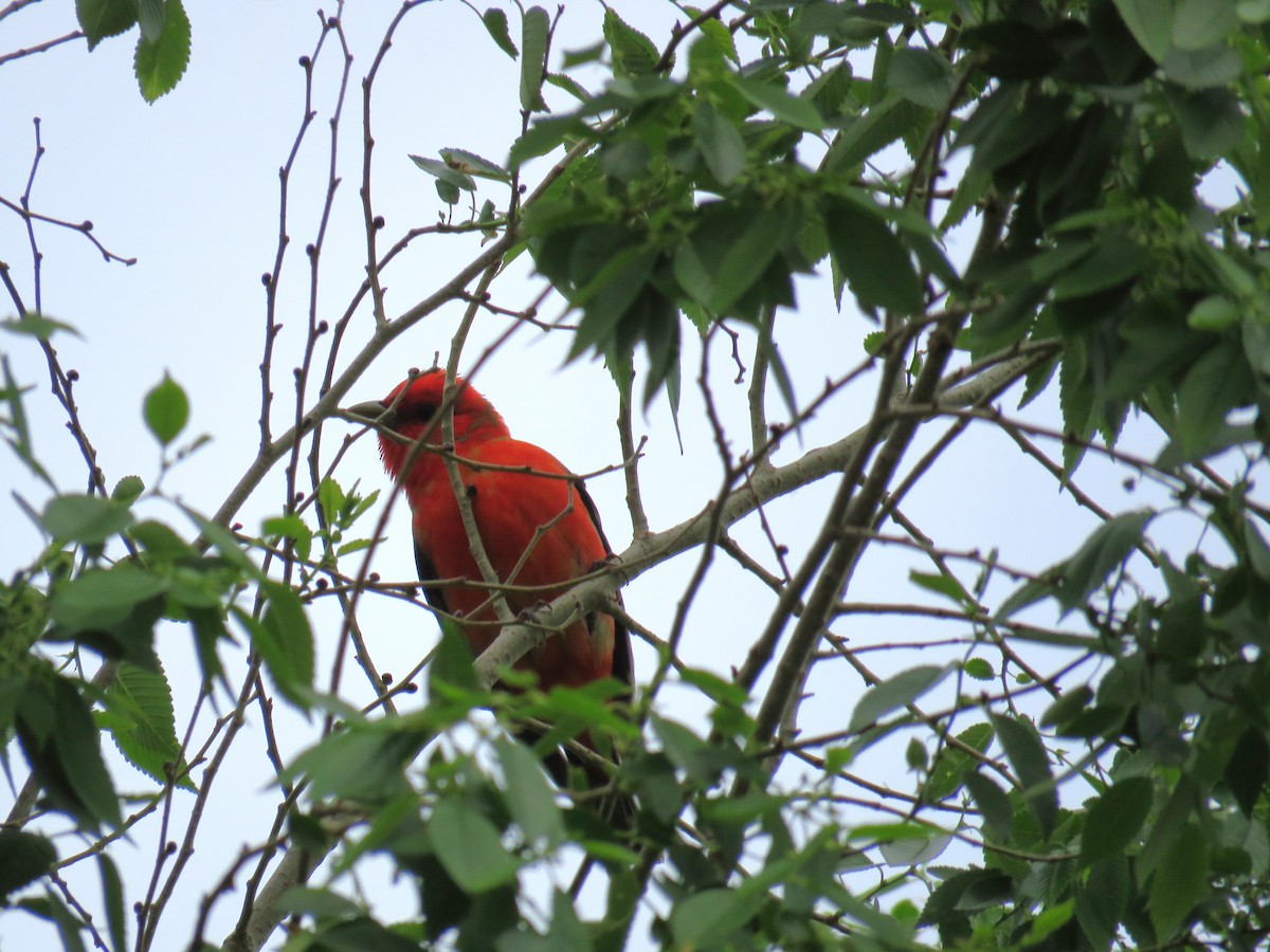Scarlet Tanager - ML618091779