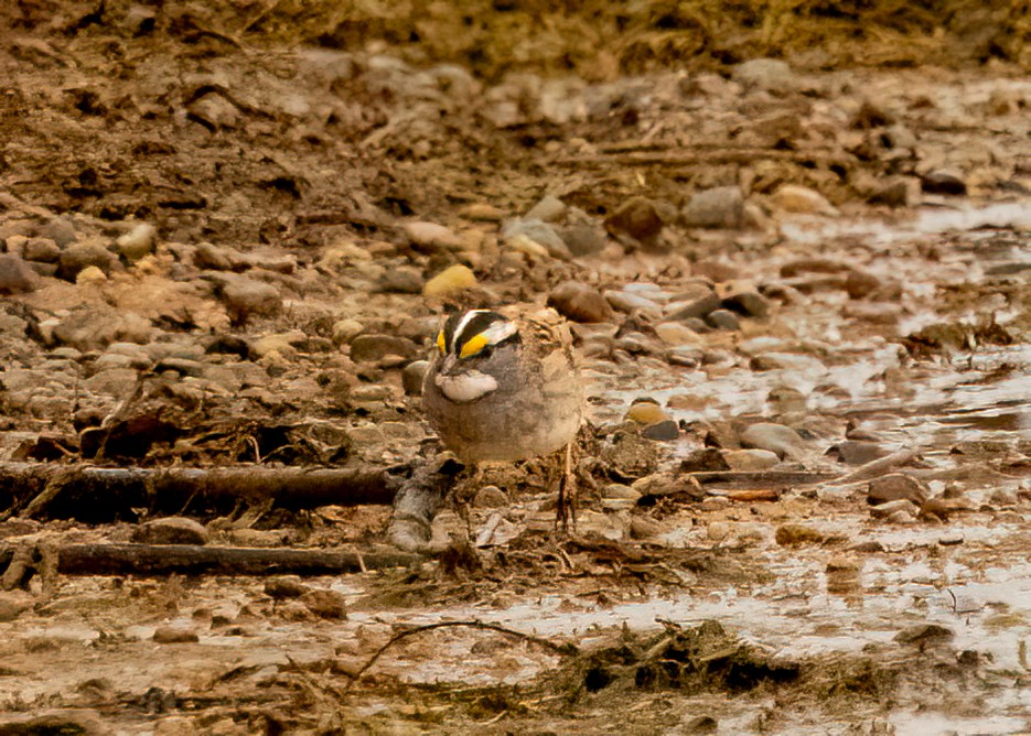 White-throated Sparrow - ML618091786
