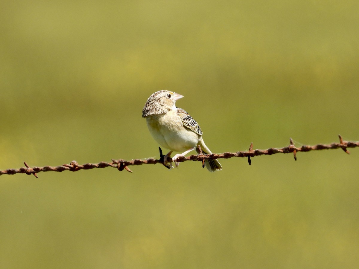 Grasshopper Sparrow - ML618091794