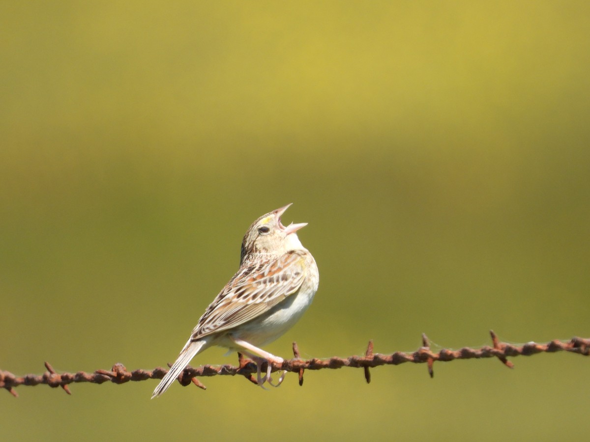 Grasshopper Sparrow - Christine Hogue