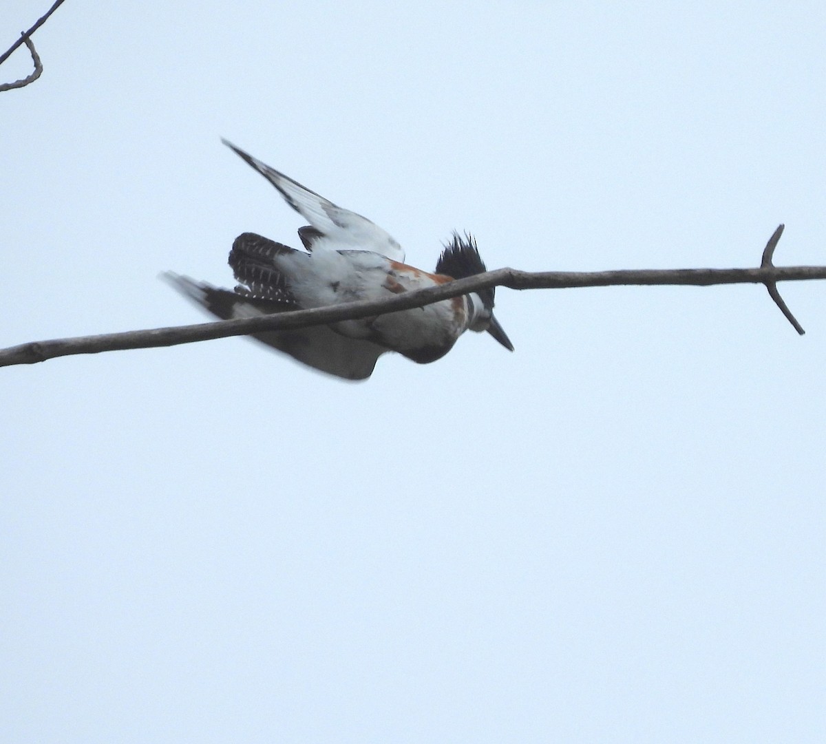 Belted Kingfisher - ML618091799