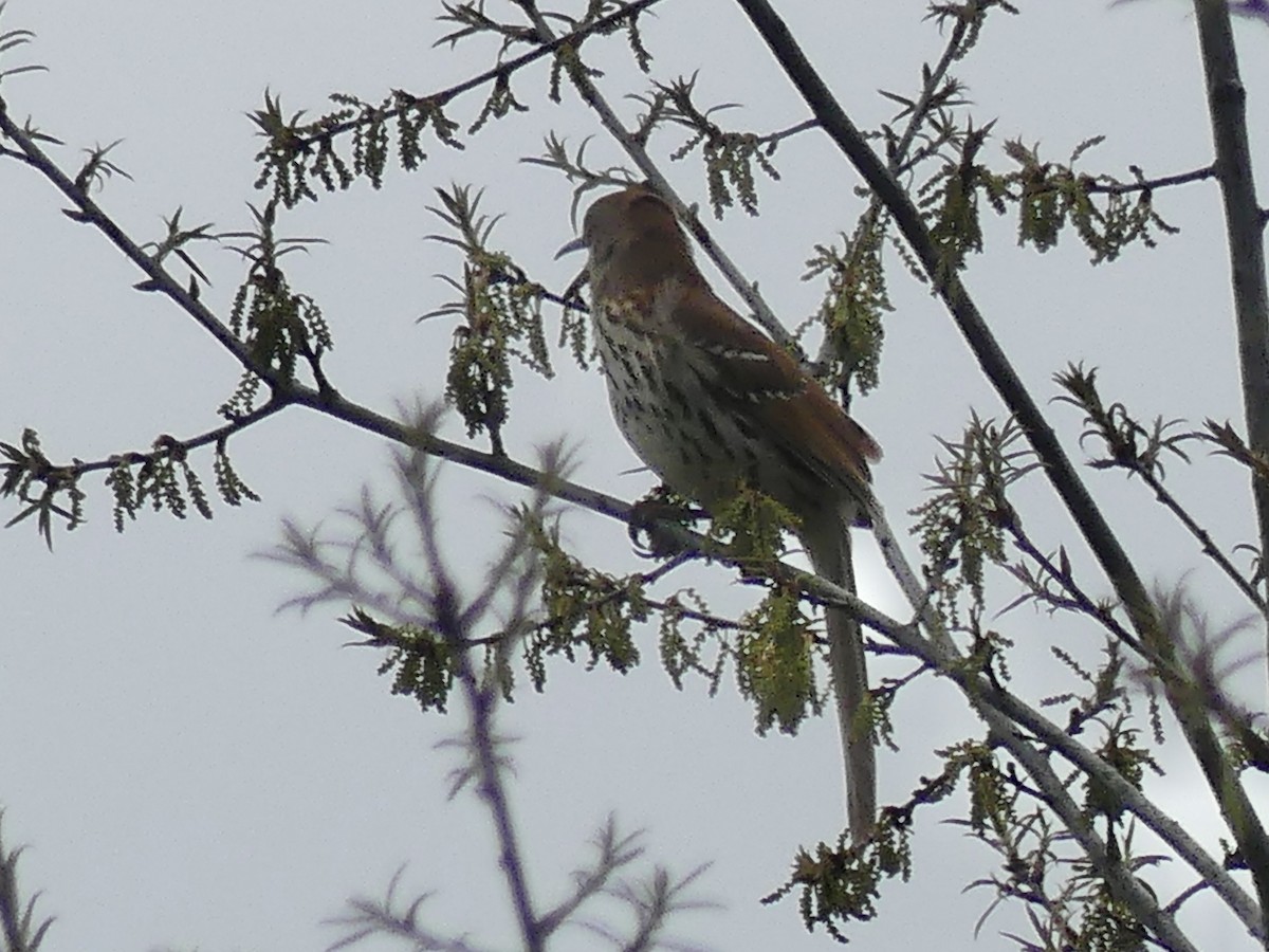 Brown Thrasher - Anonymous