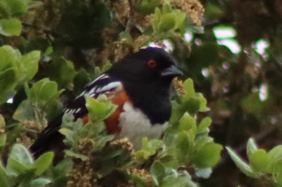 Spotted Towhee - ML618091877