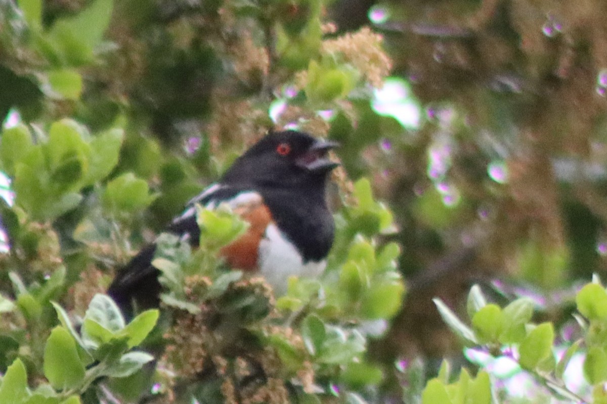Spotted Towhee - ML618091878