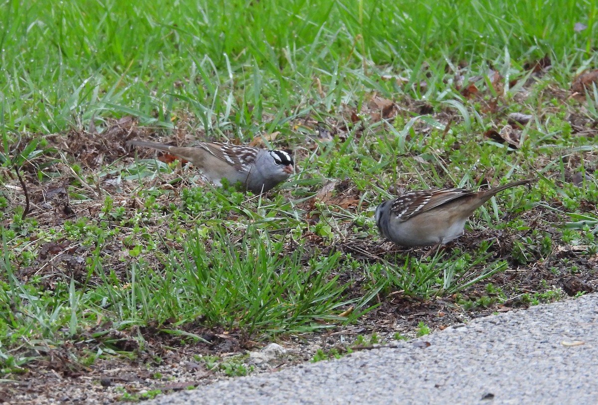 White-crowned Sparrow - ML618091885