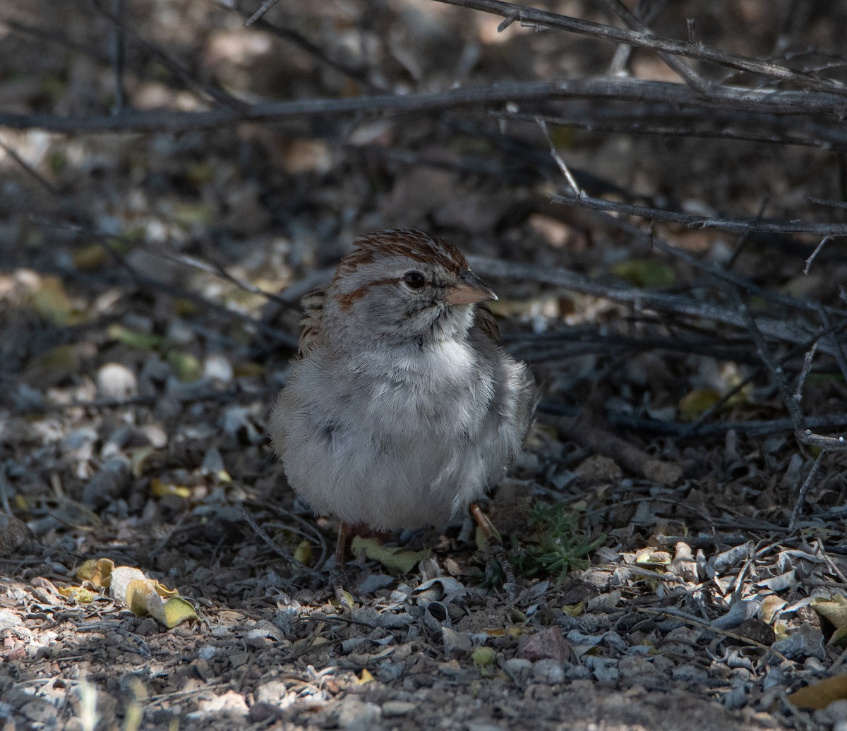 Rufous-winged Sparrow - ML618091935