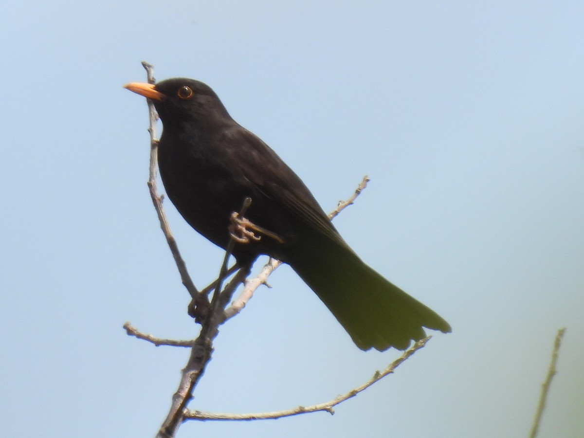 Eurasian Blackbird - ML618091943