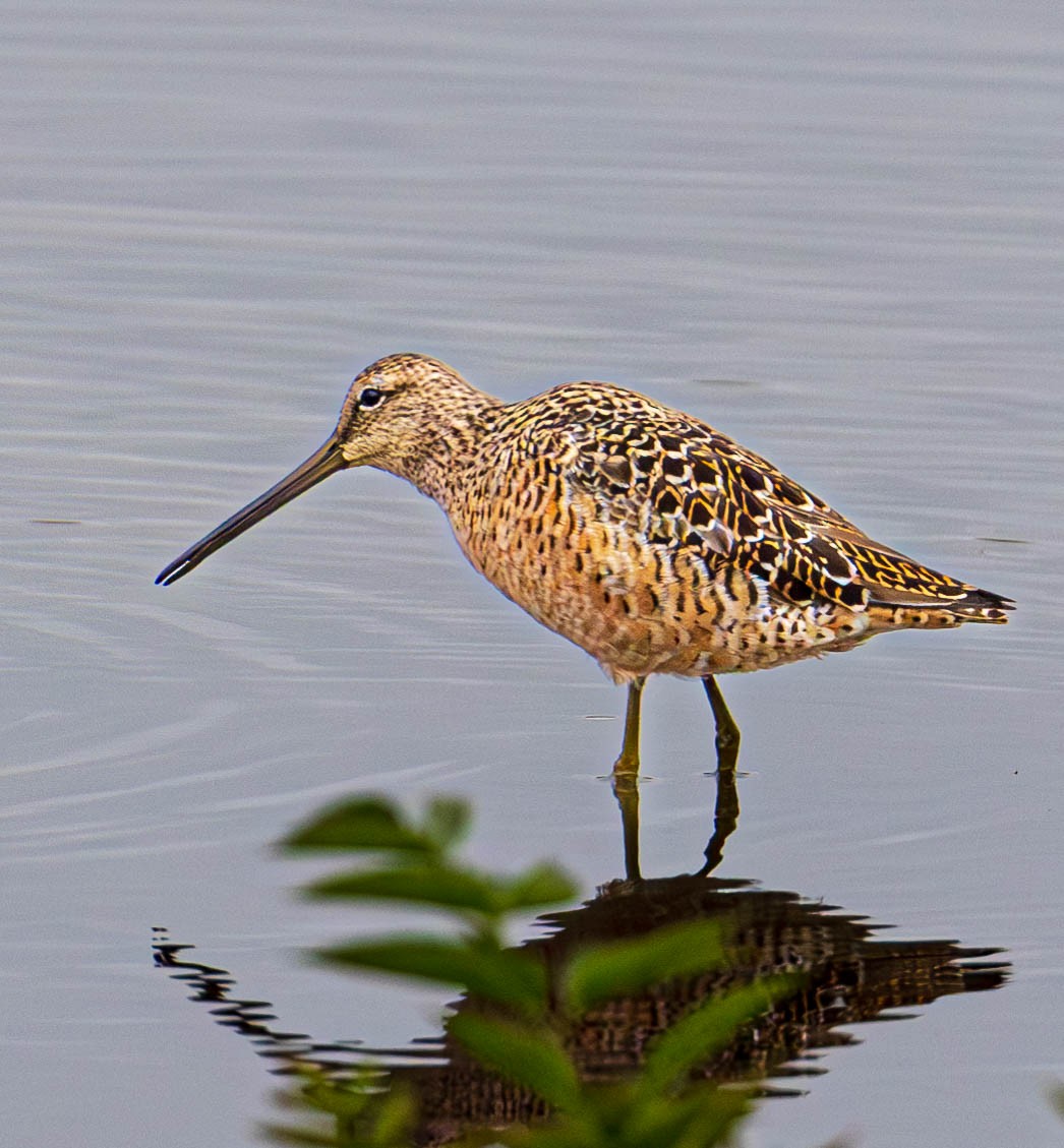 Long-billed Dowitcher - ML618091954