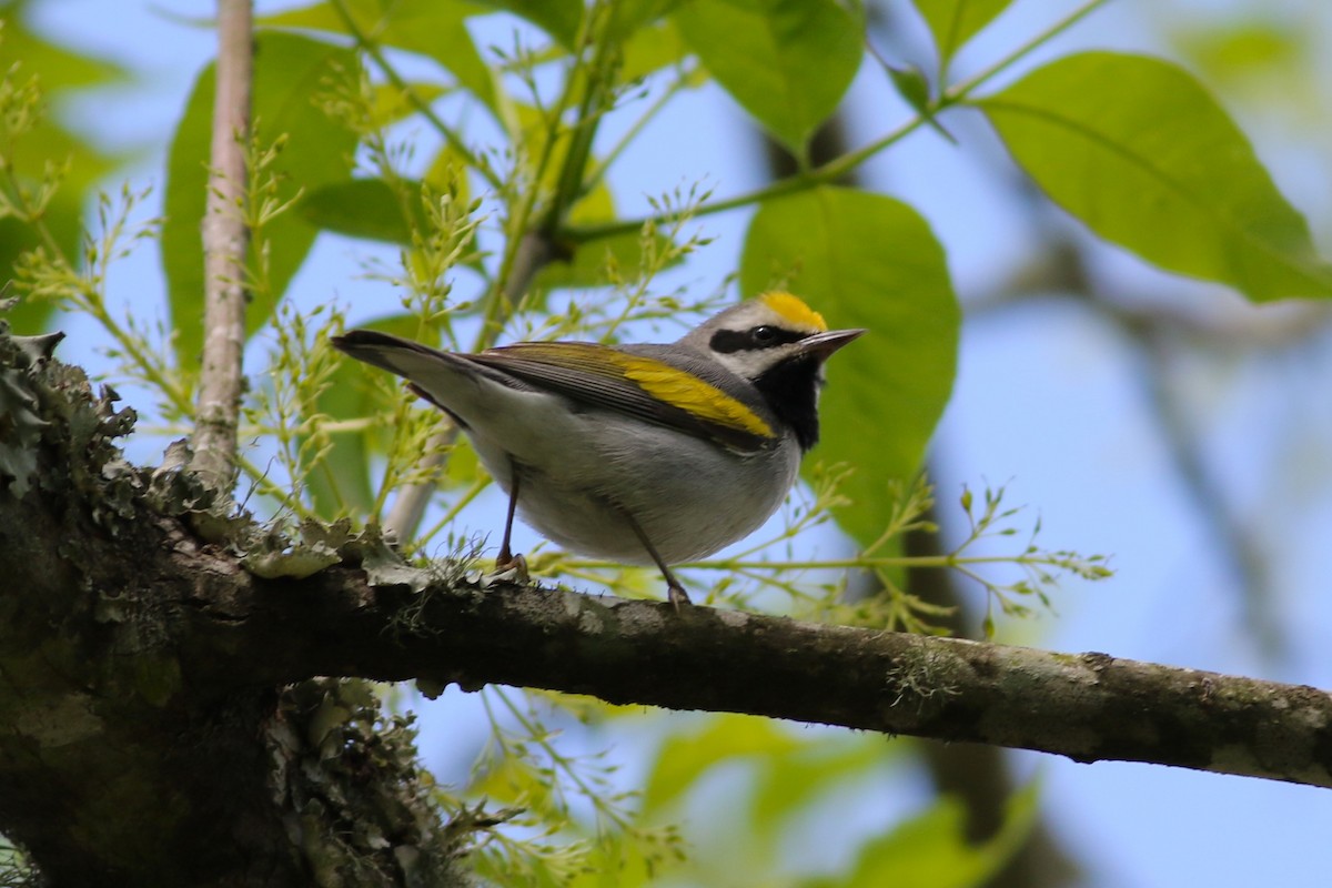Golden-winged Warbler - Brian Berry