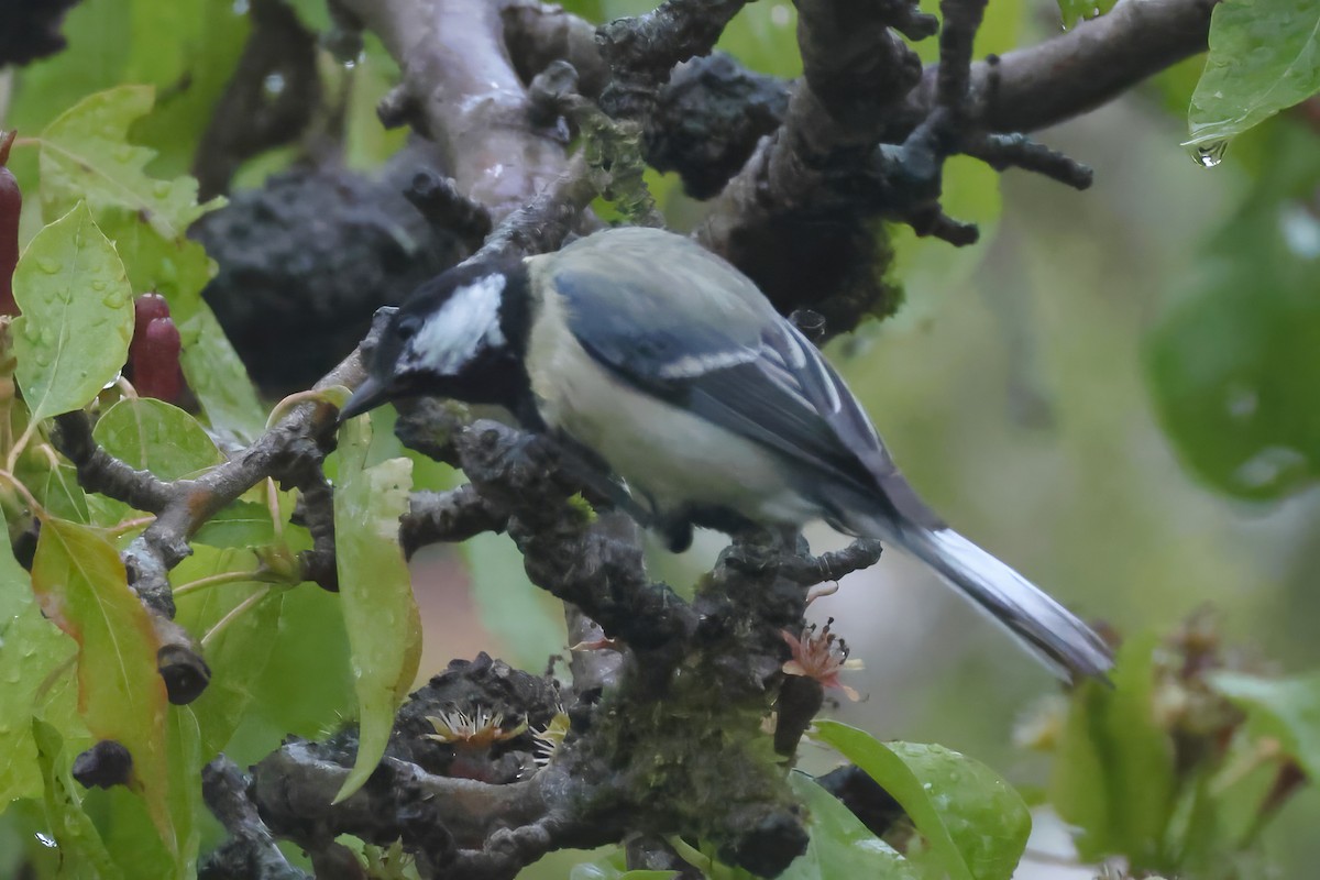 Great Tit - Dave Curtis