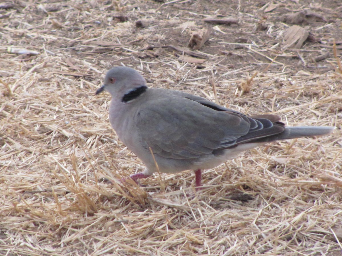 Mourning Collared-Dove - ML618091978