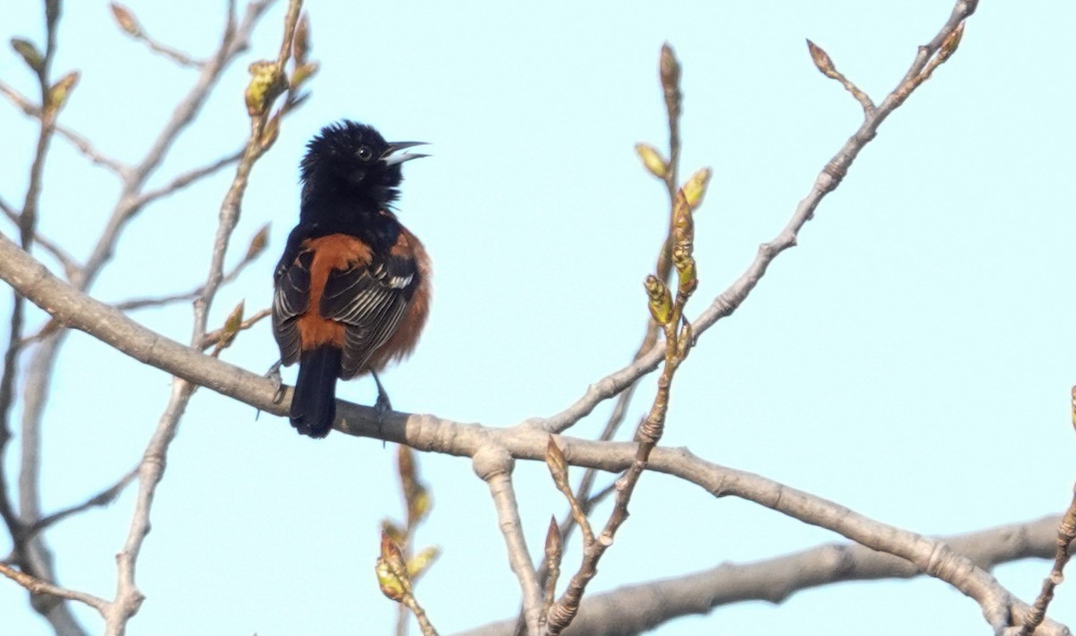 Orchard Oriole - ML618091984