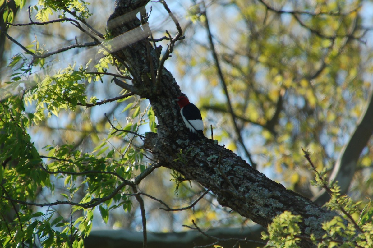 Red-headed Woodpecker - Herbert Larner