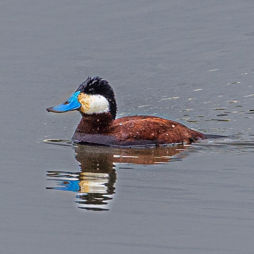 Ruddy Duck - ML618092011