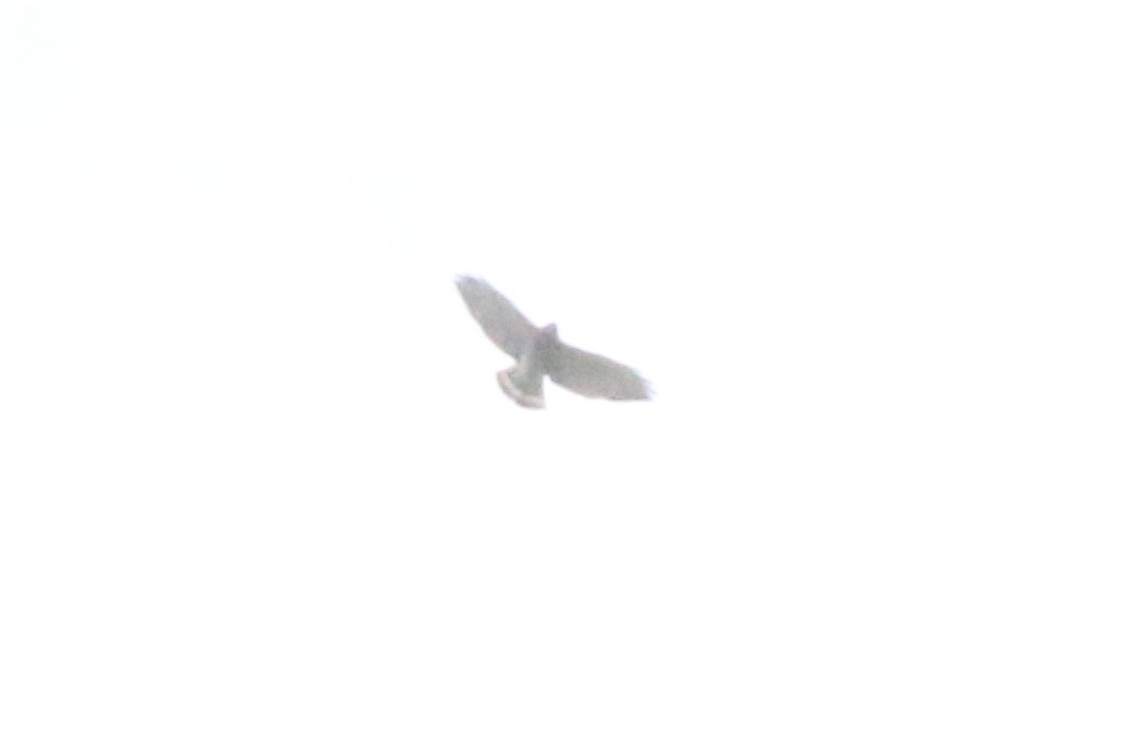 Broad-winged Hawk - ML618092013