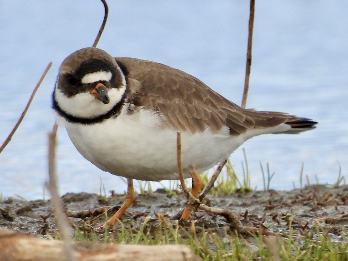 Semipalmated Plover - ML618092041