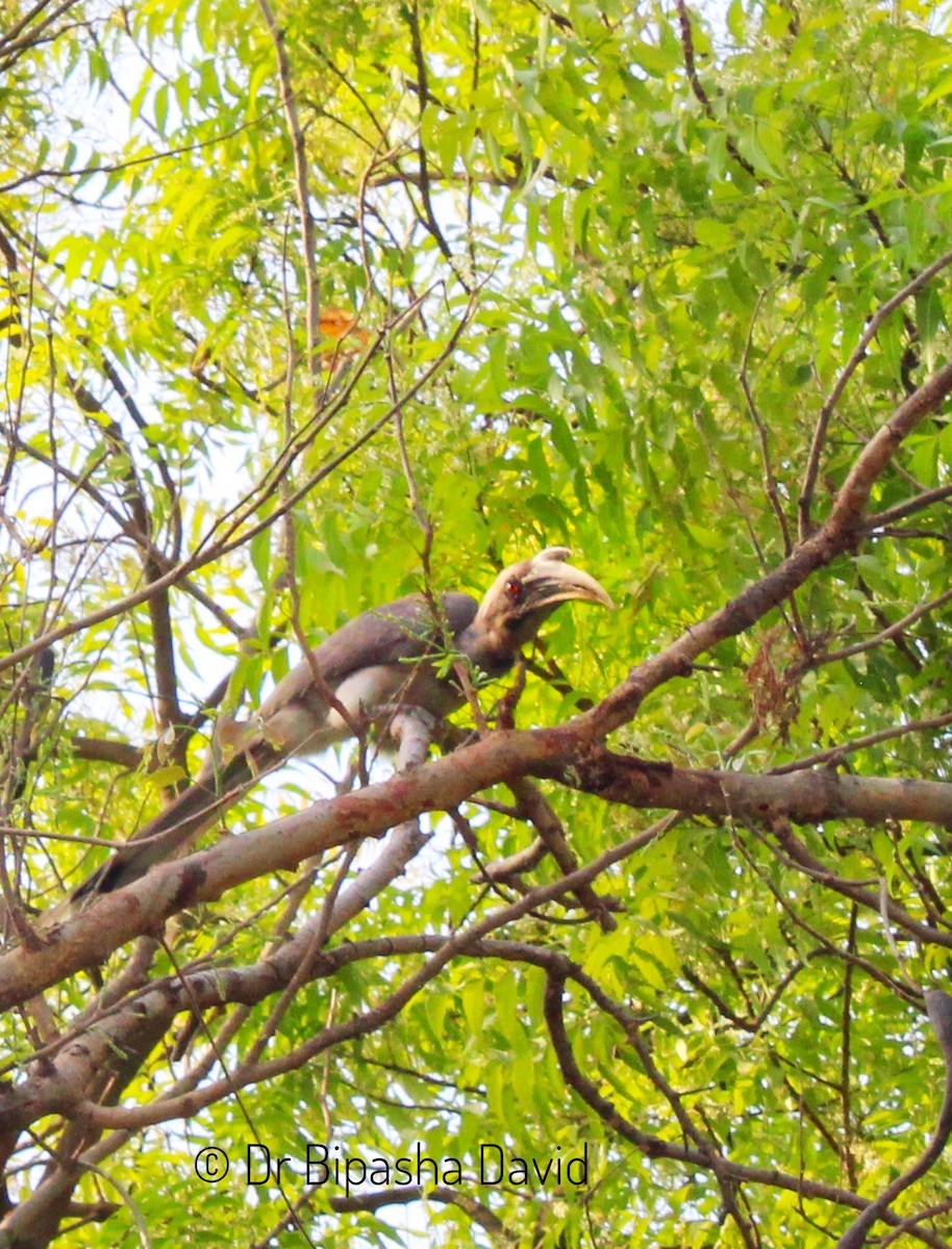 Indian Gray Hornbill - Dr Bipasha David