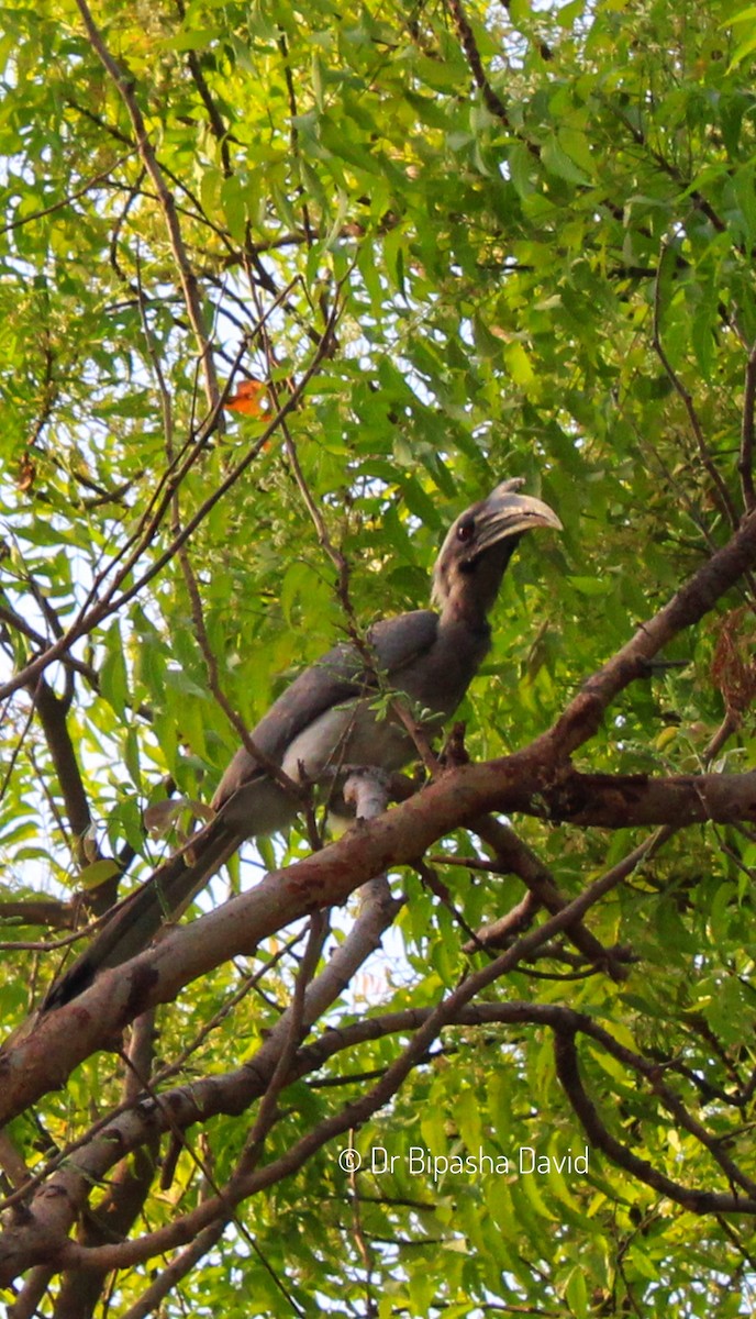 Indian Gray Hornbill - Dr Bipasha David