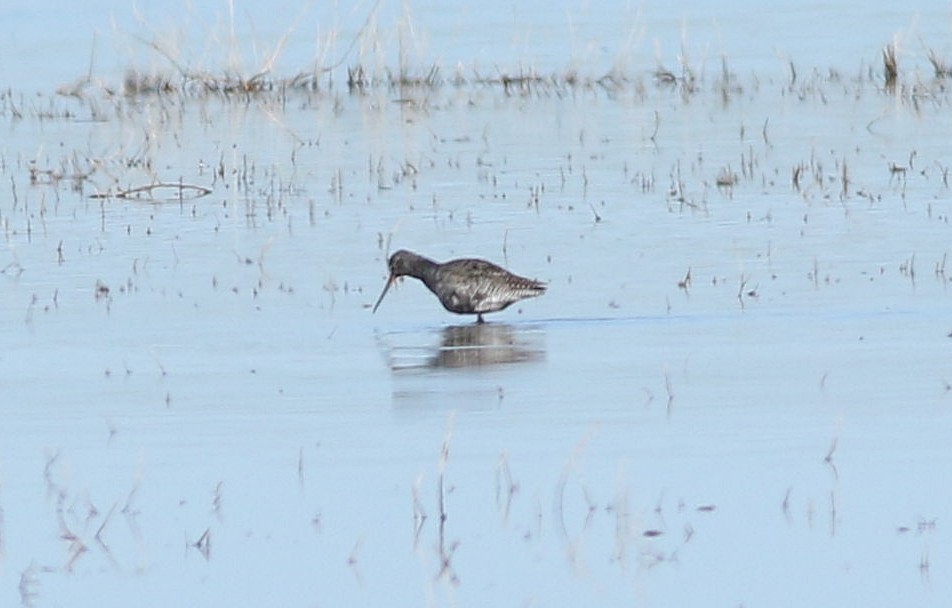 Spotted Redshank - ML618092075