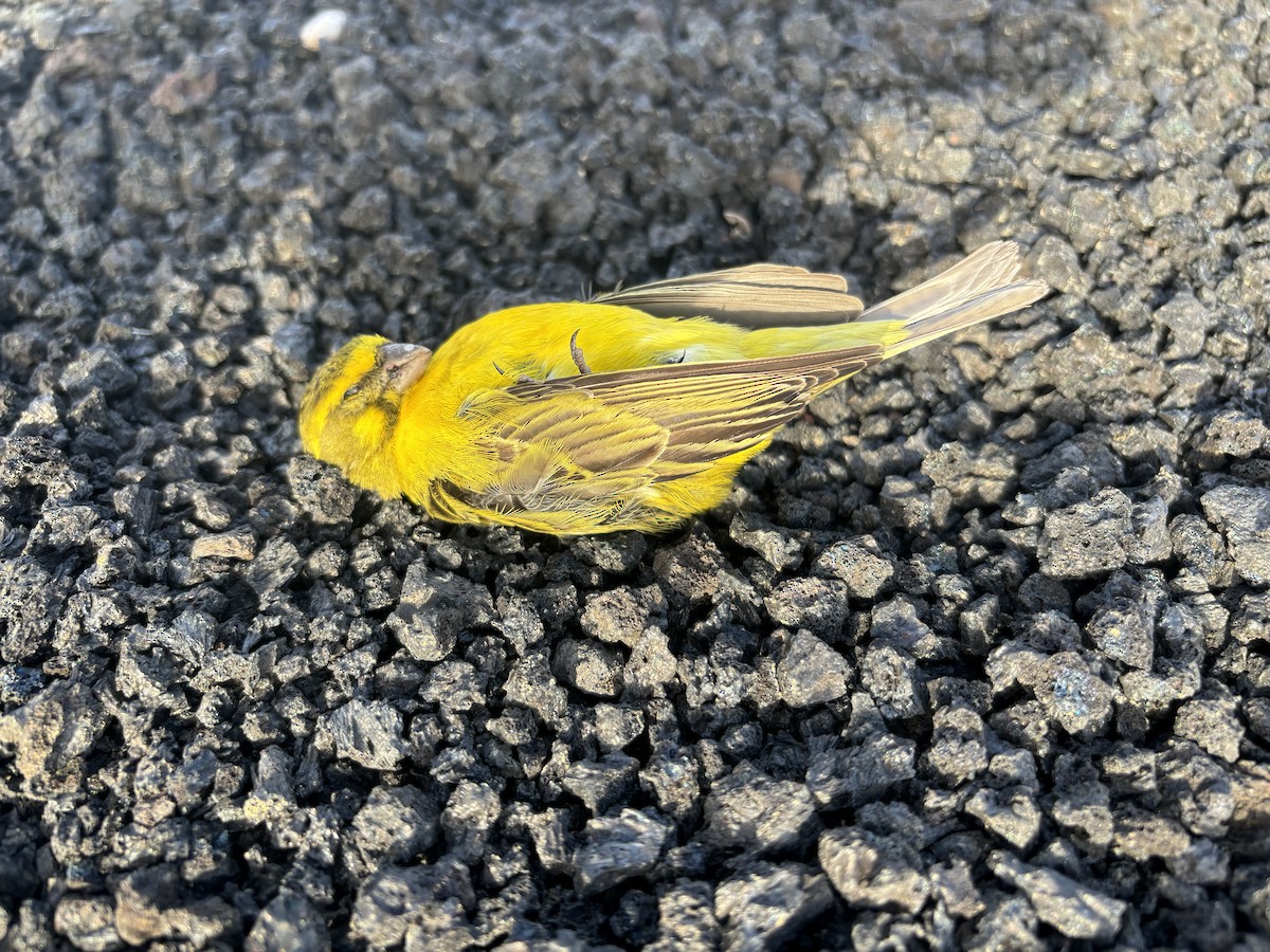 Yellow Canary - ML618092099