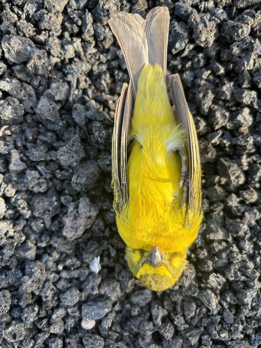 Yellow Canary - ML618092100