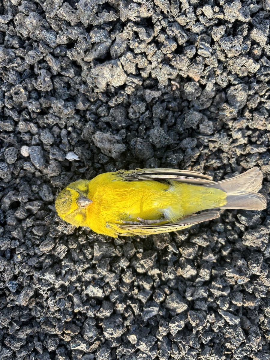 Yellow Canary - ML618092101