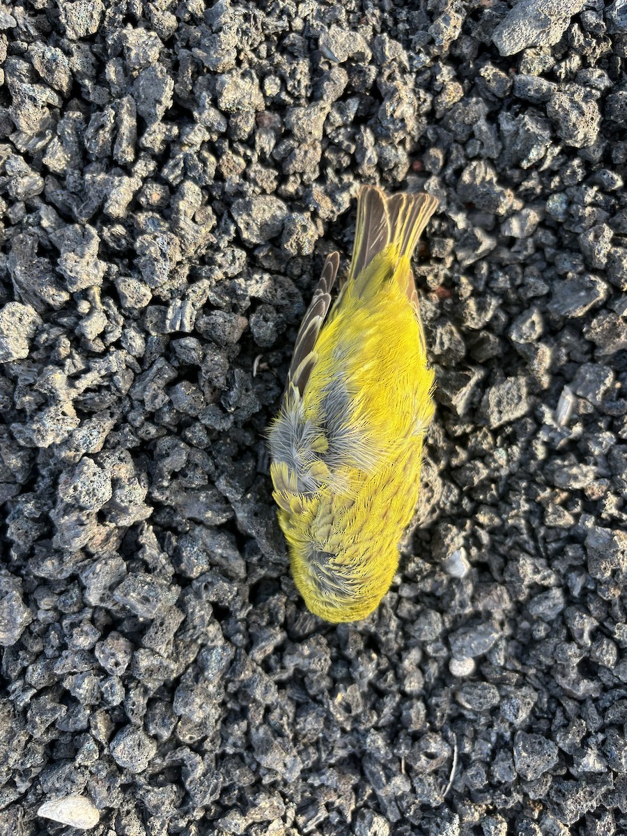 Yellow Canary - ML618092102