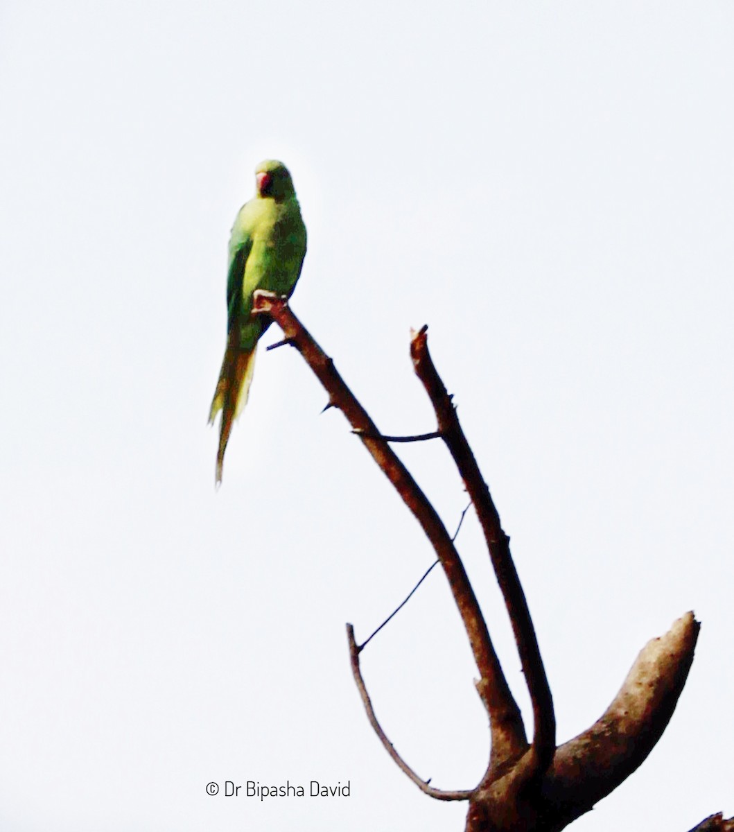 Rose-ringed Parakeet - Dr Bipasha David