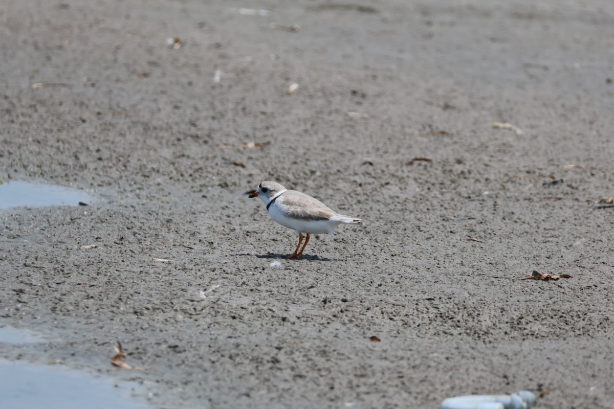 Piping Plover - ML618092134